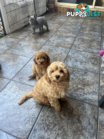 Beautiful cavoodles