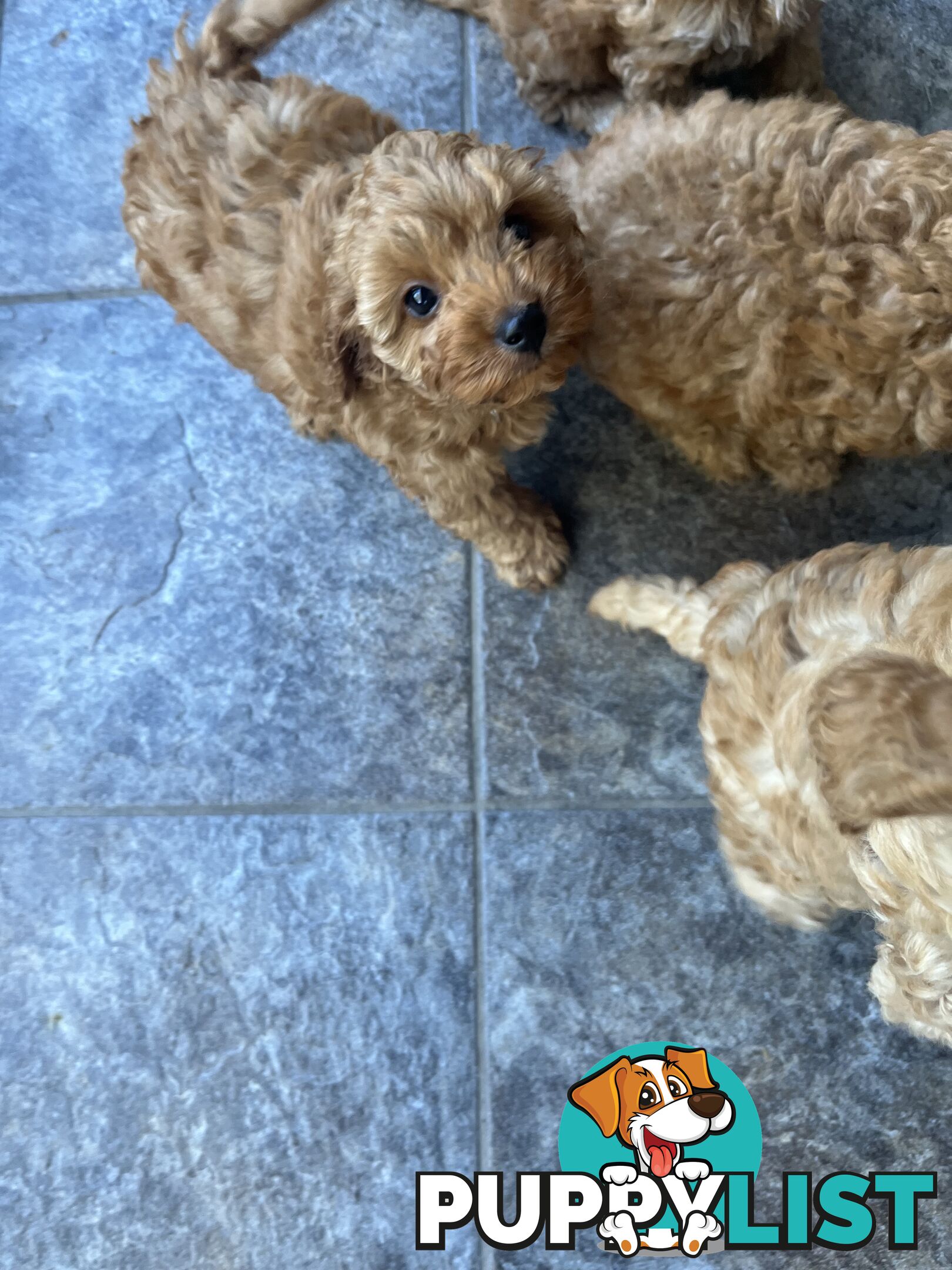 Beautiful cavoodles