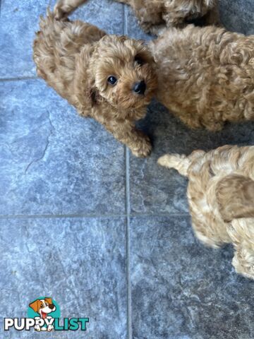 Beautiful cavoodles