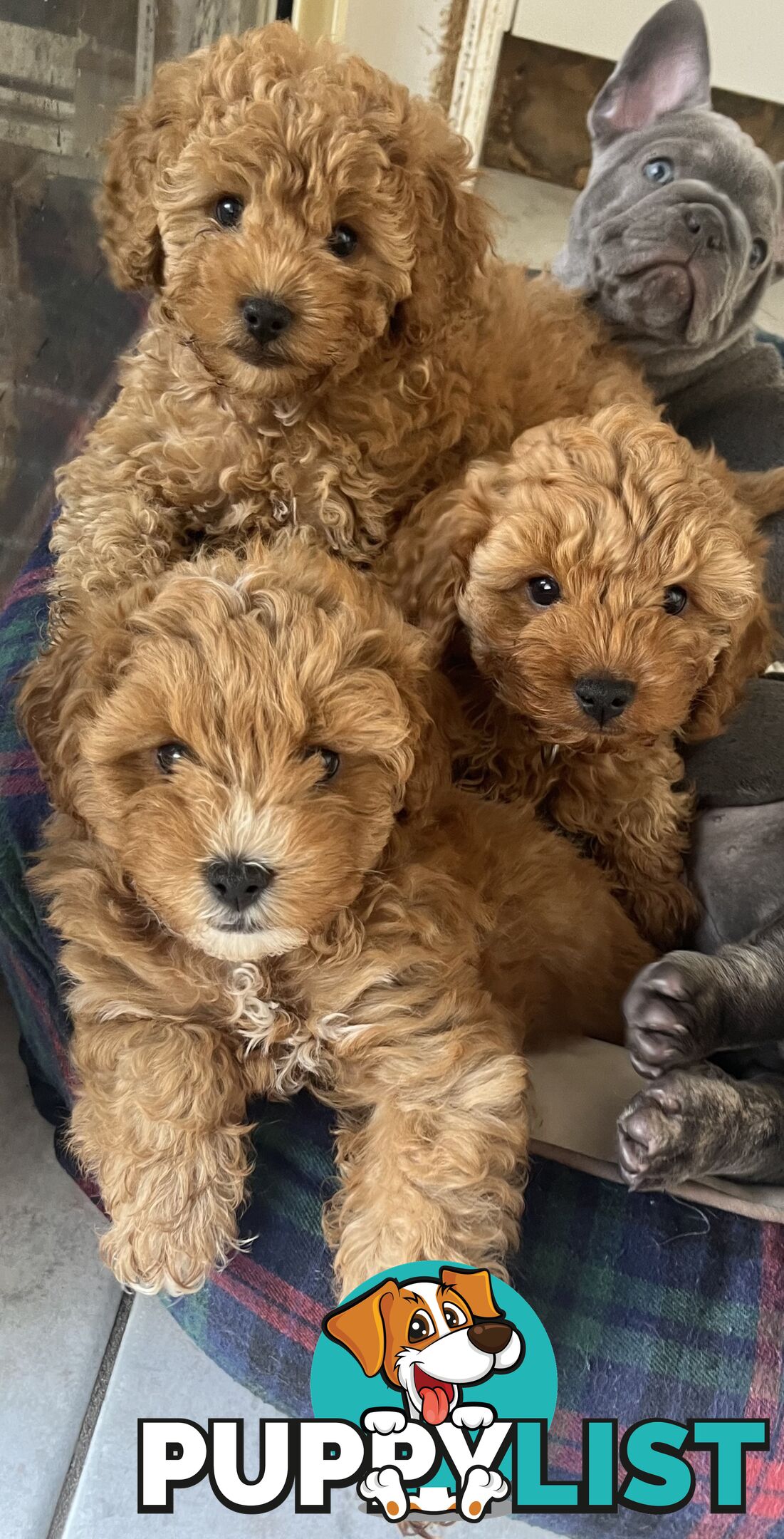 Beautiful cavoodles