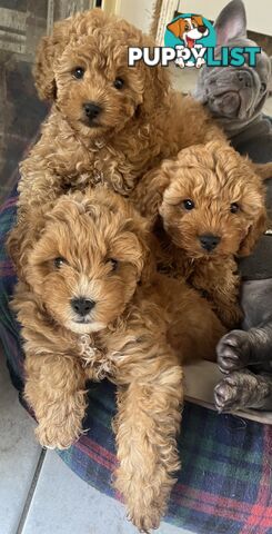 Beautiful cavoodles