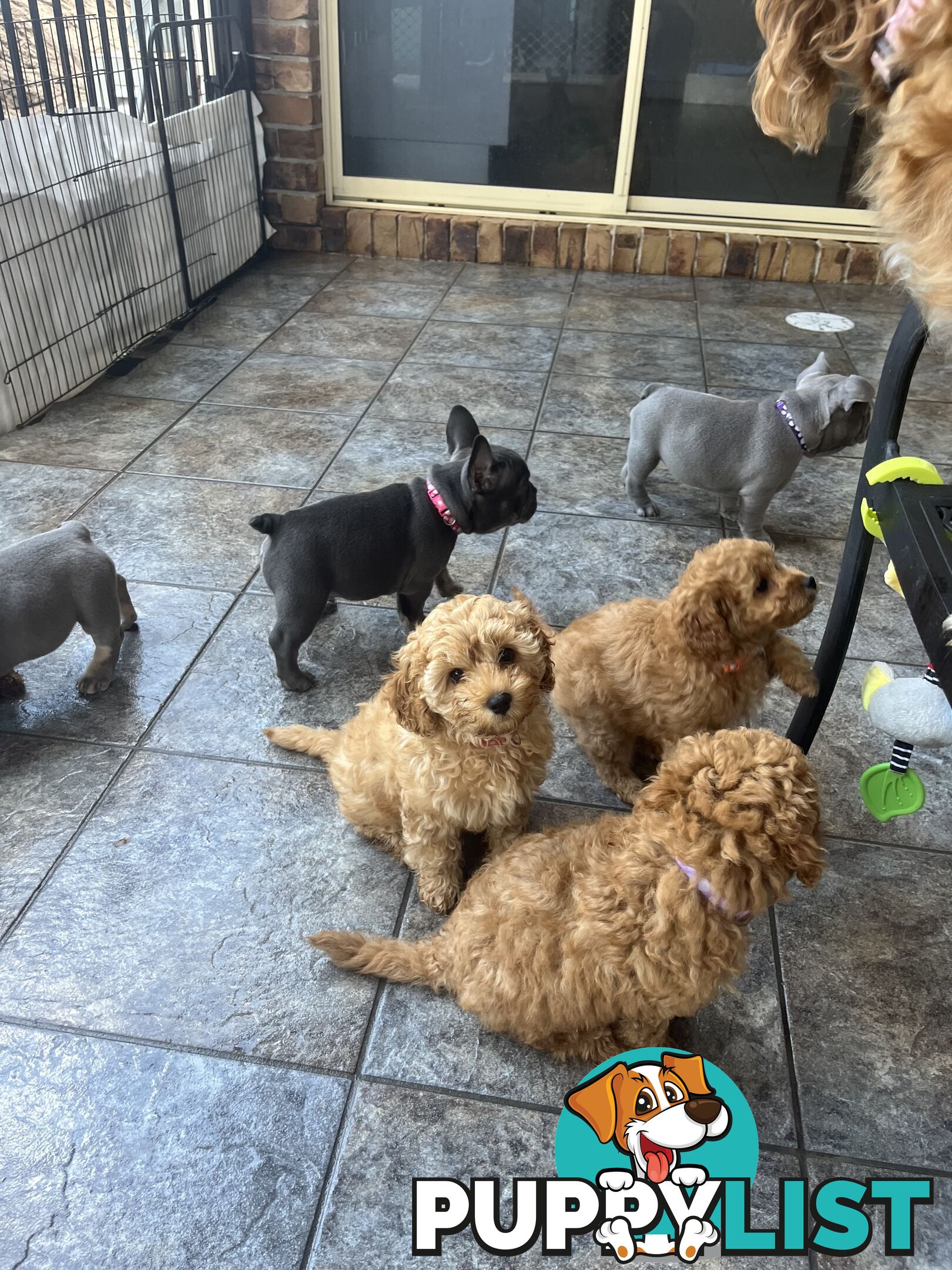 Beautiful cavoodles