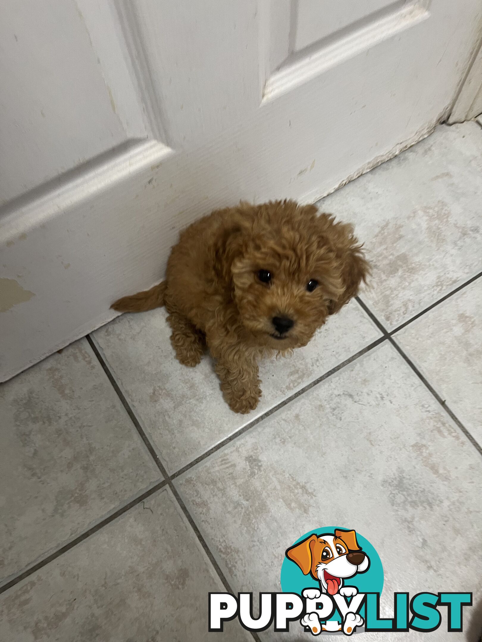 Beautiful cavoodles