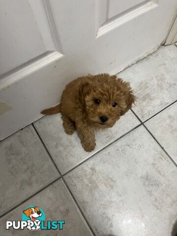 Beautiful cavoodles