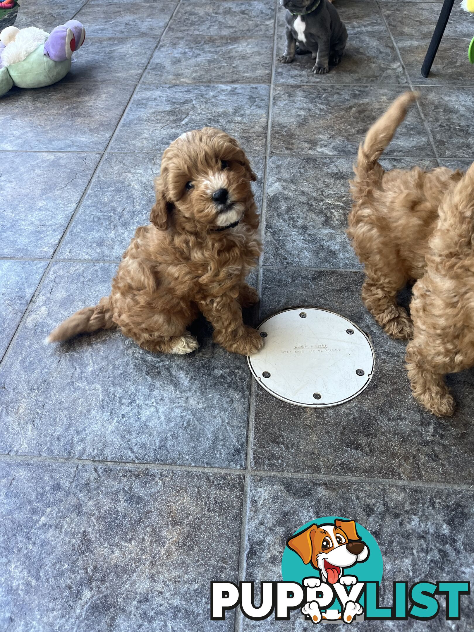 Beautiful cavoodles