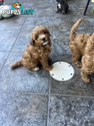 Beautiful cavoodles