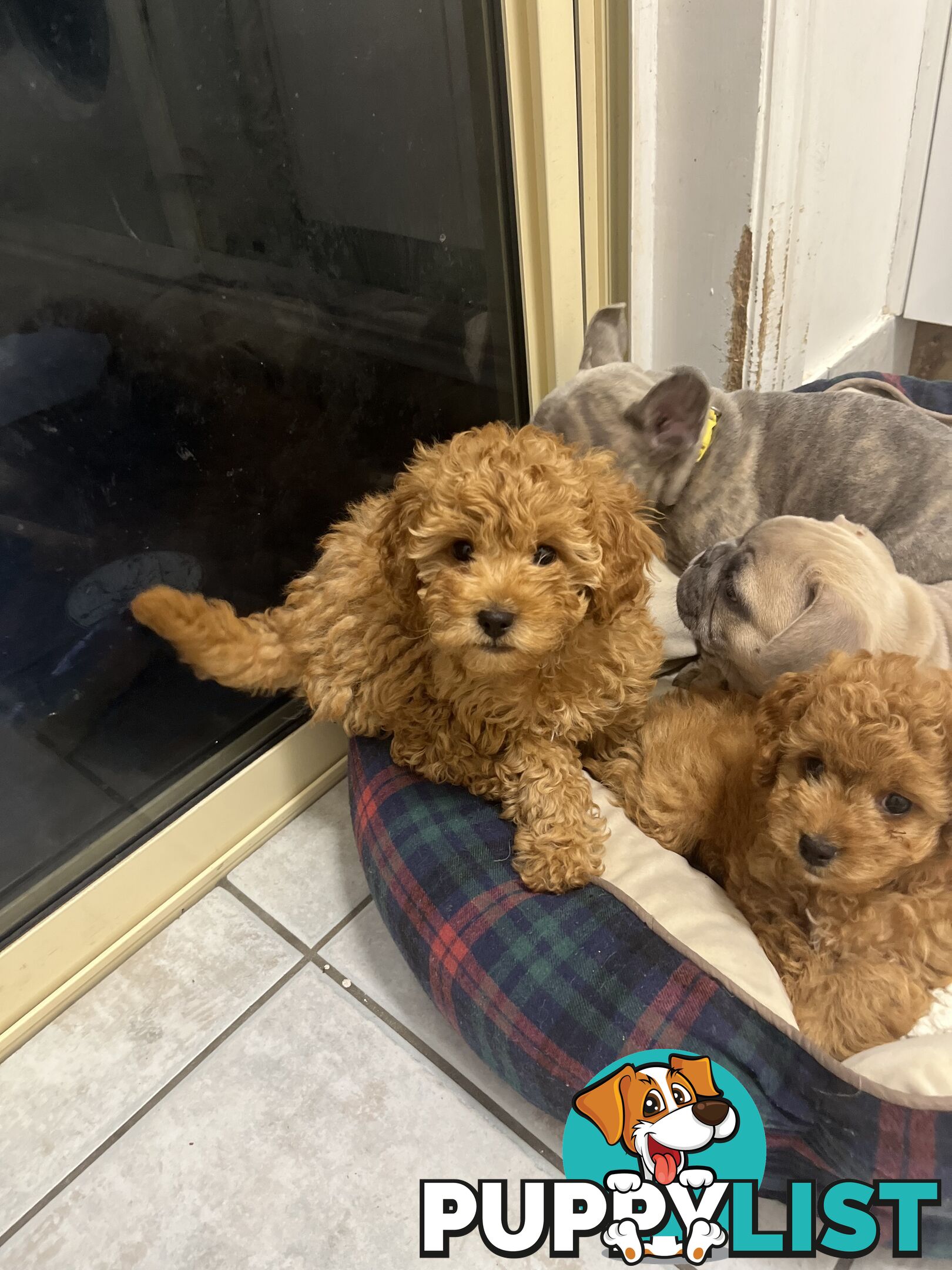 Beautiful cavoodles