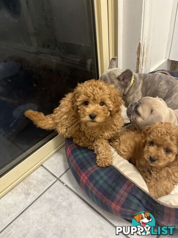 Beautiful cavoodles