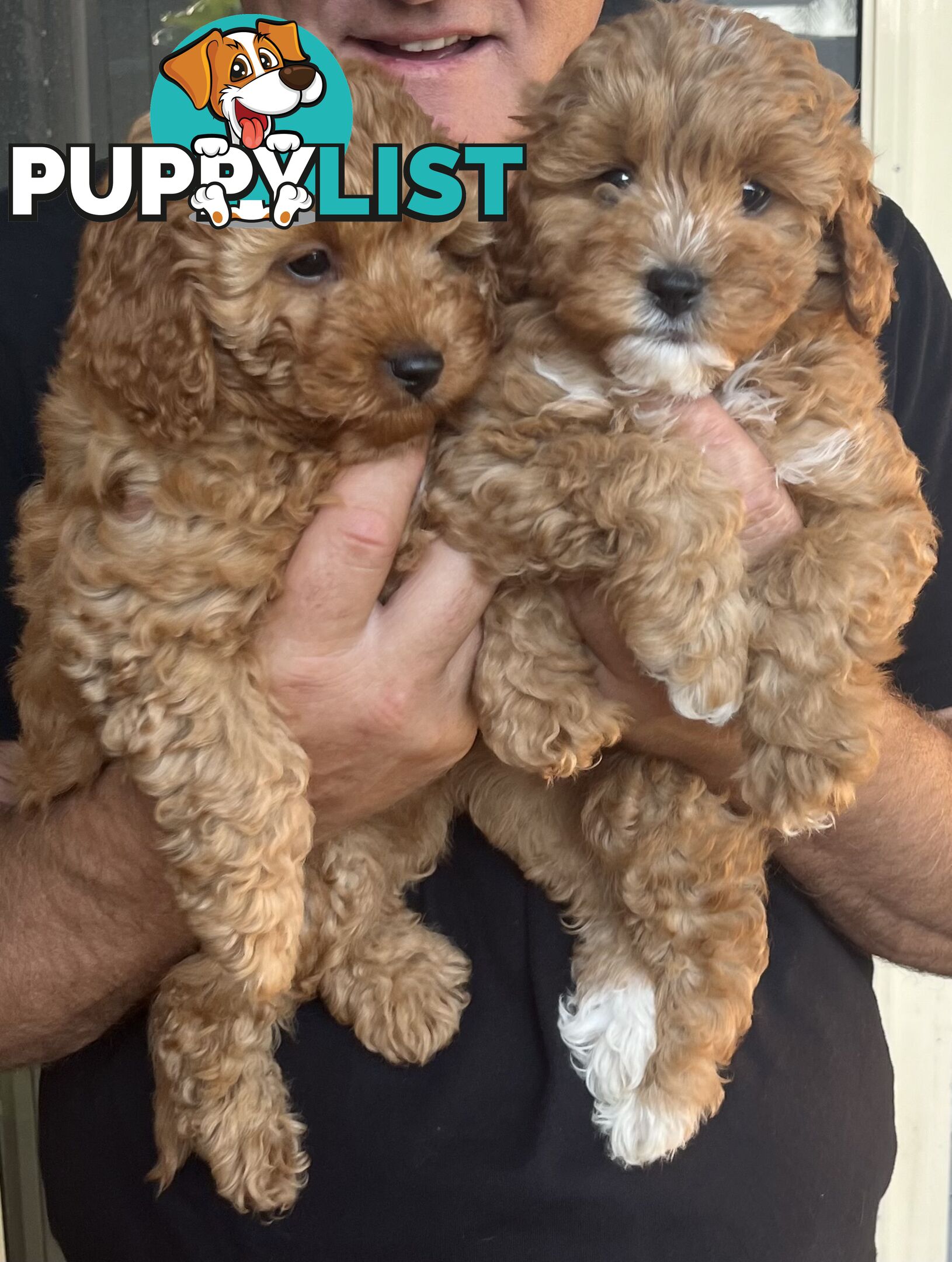 Beautiful cavoodles