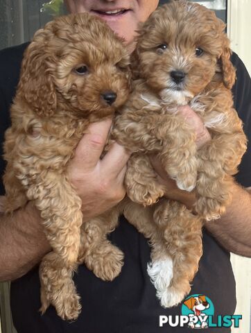 Beautiful cavoodles