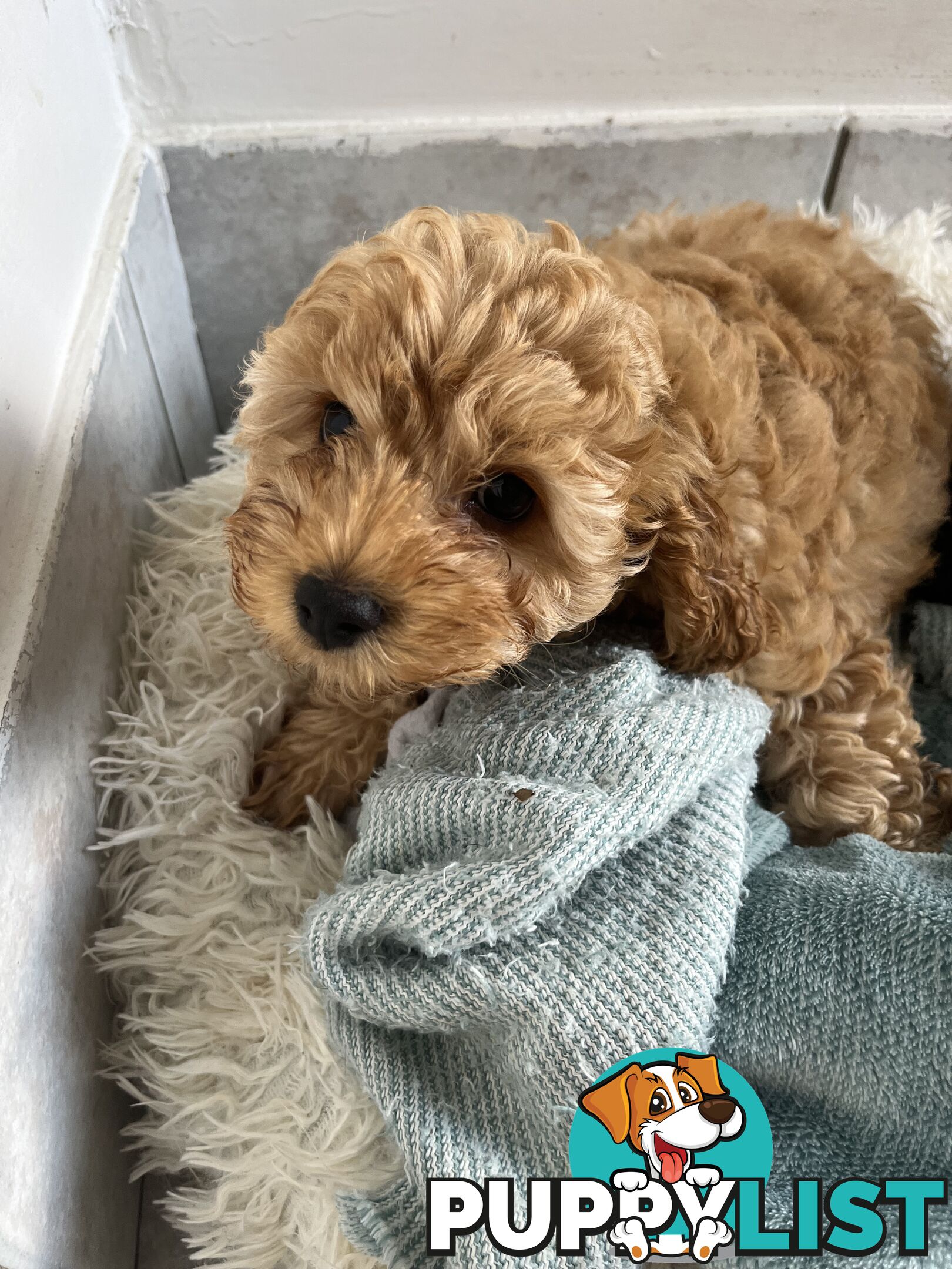 Beautiful cavoodles