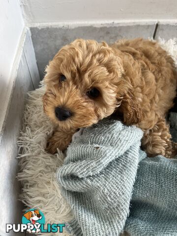 Beautiful cavoodles