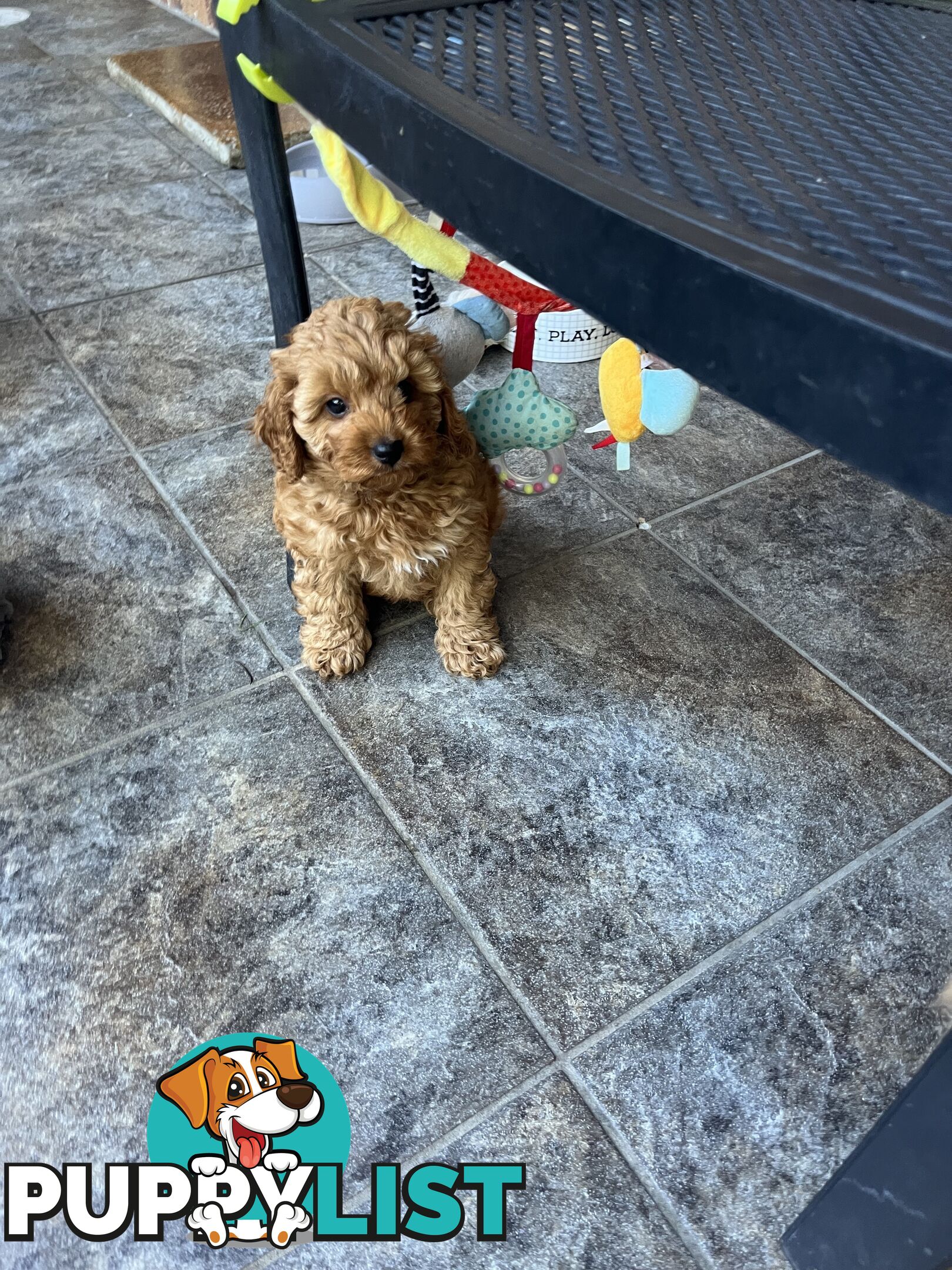 Beautiful cavoodles