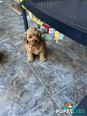 Beautiful cavoodles