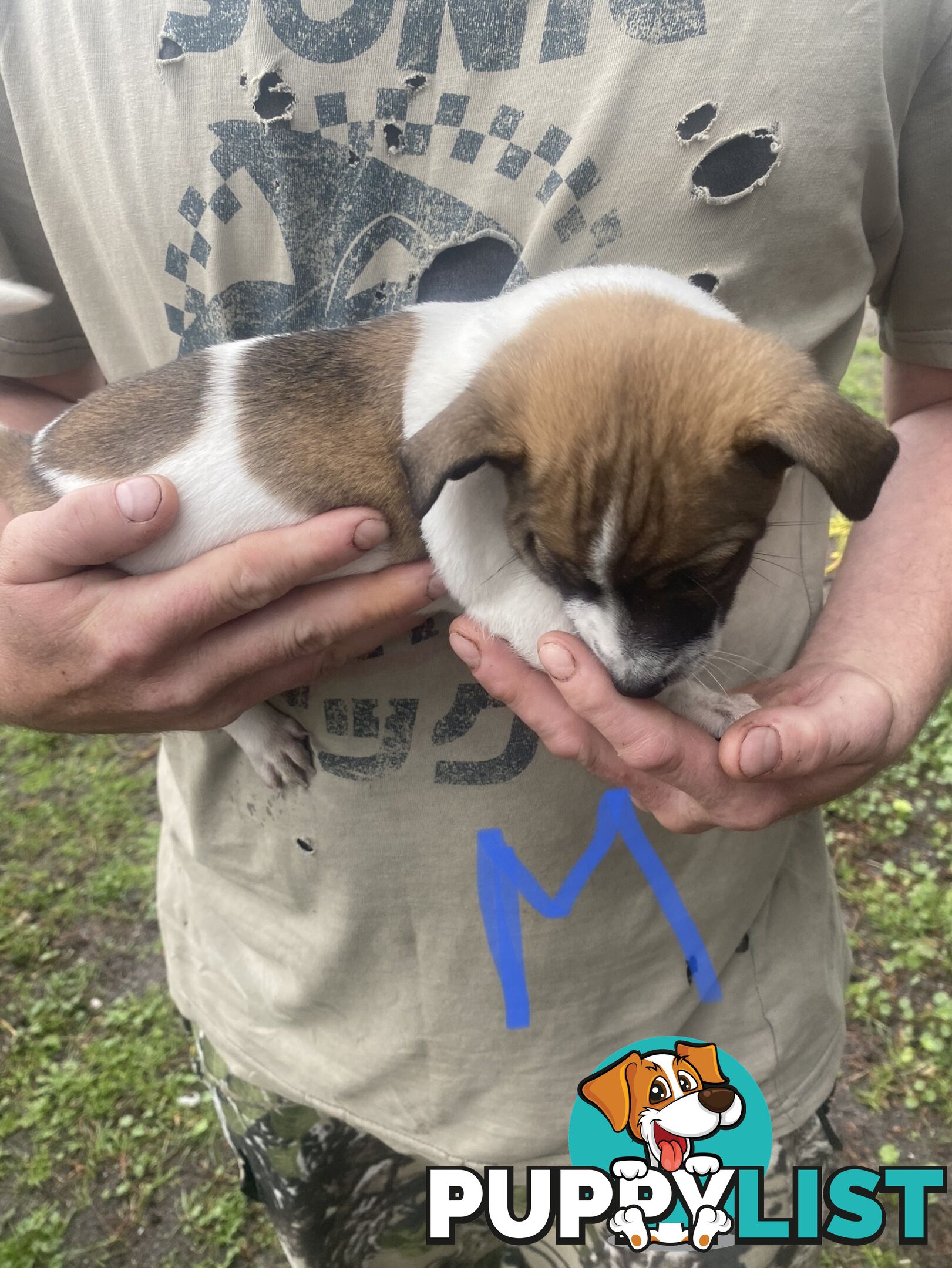 Jack Russell puppies