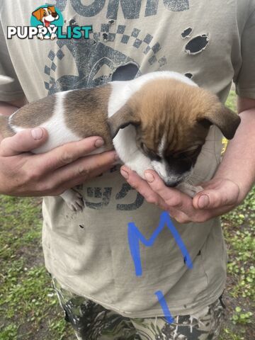 Jack Russell puppies