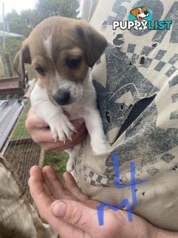 Jack Russell puppies