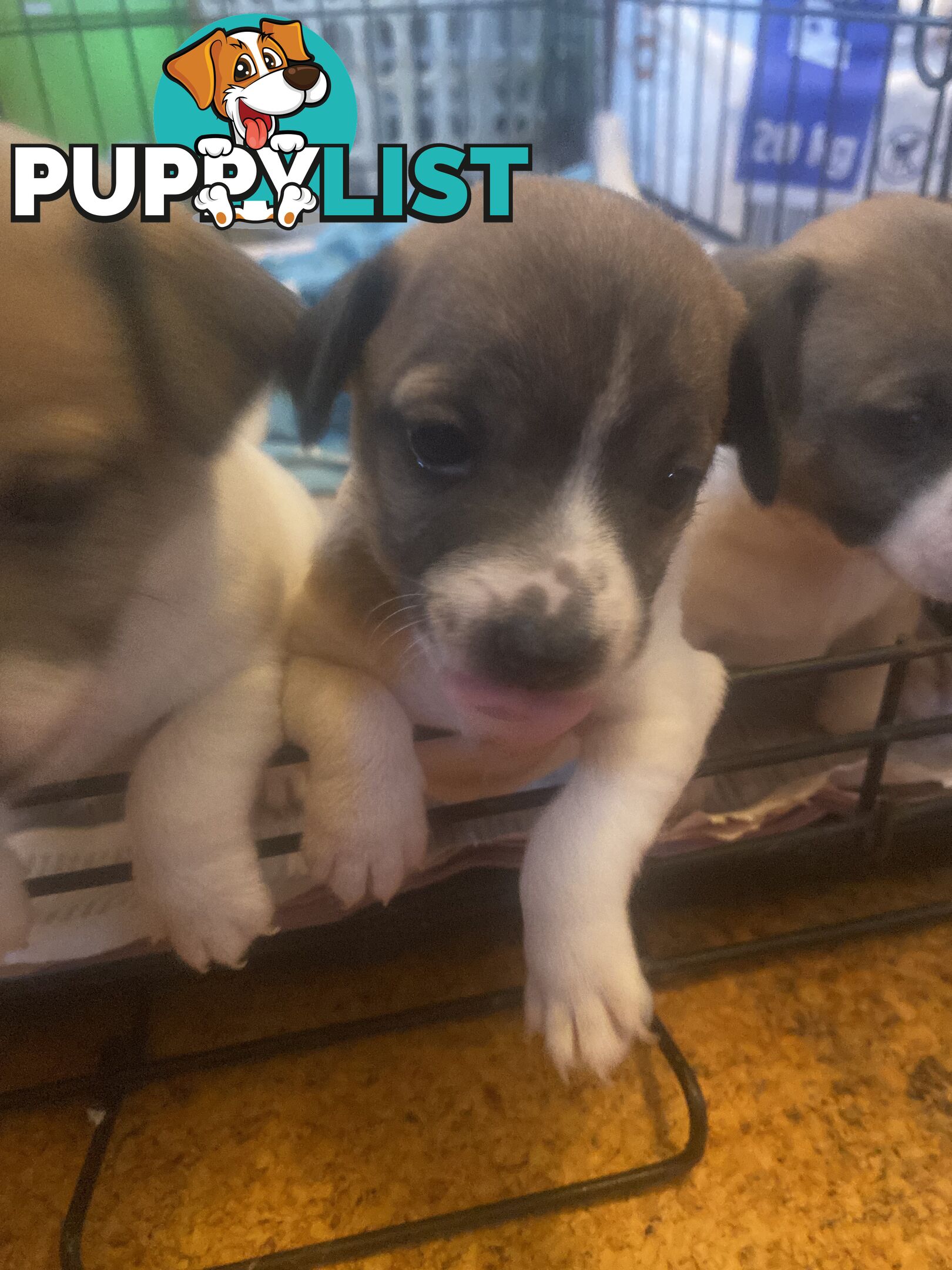 Jack Russell puppies