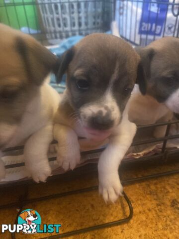 Jack Russell puppies