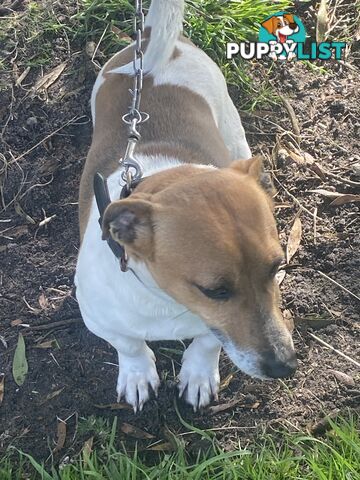 Jack Russell puppies