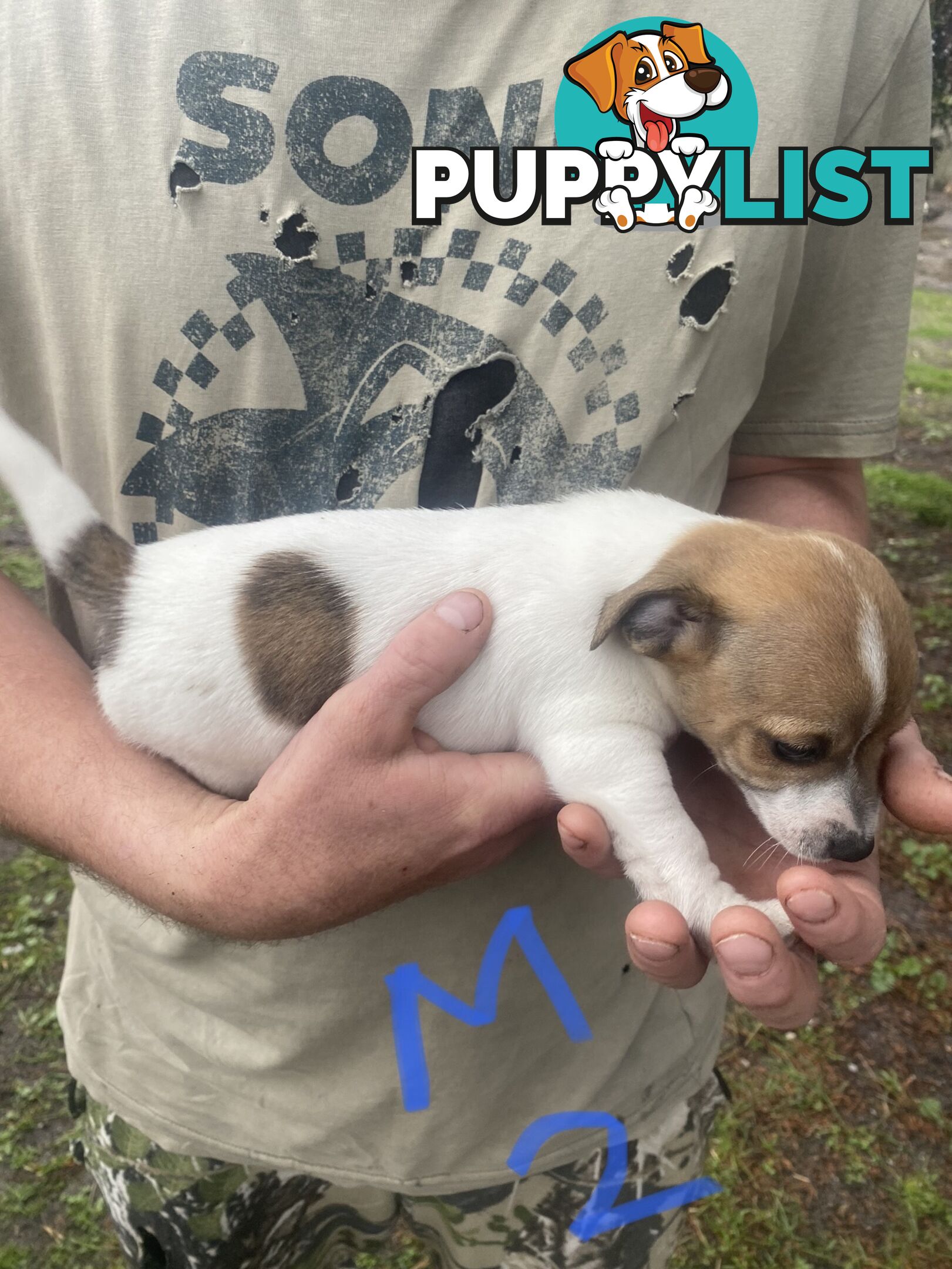 Jack Russell puppies