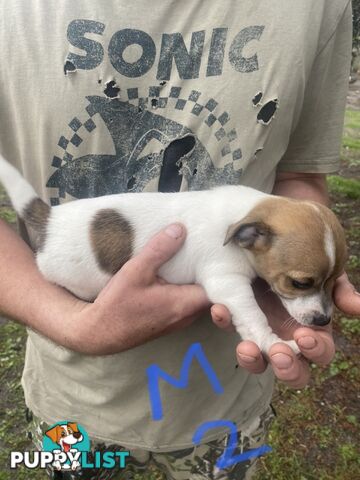 Jack Russell puppies