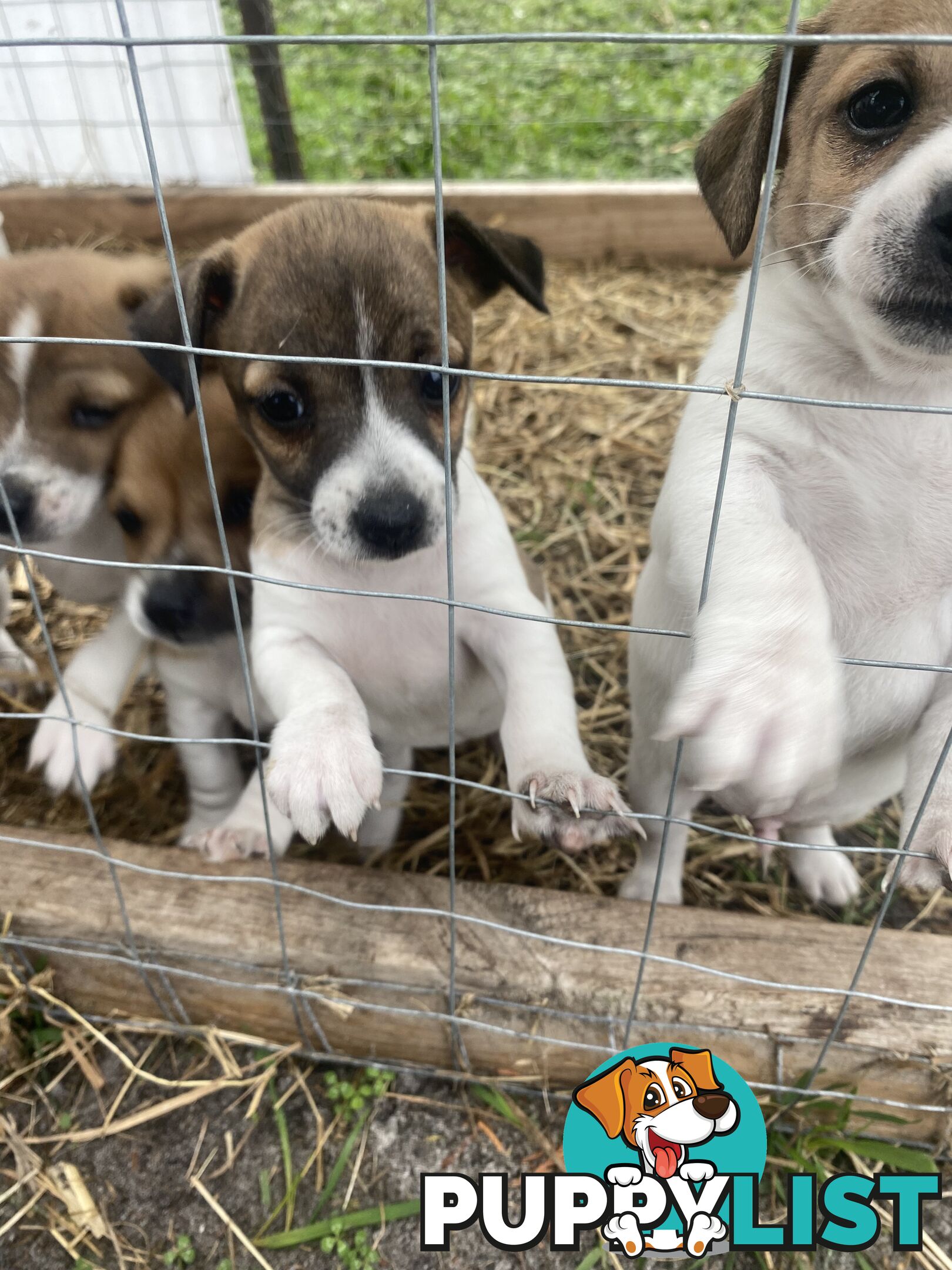 Jack Russell puppies