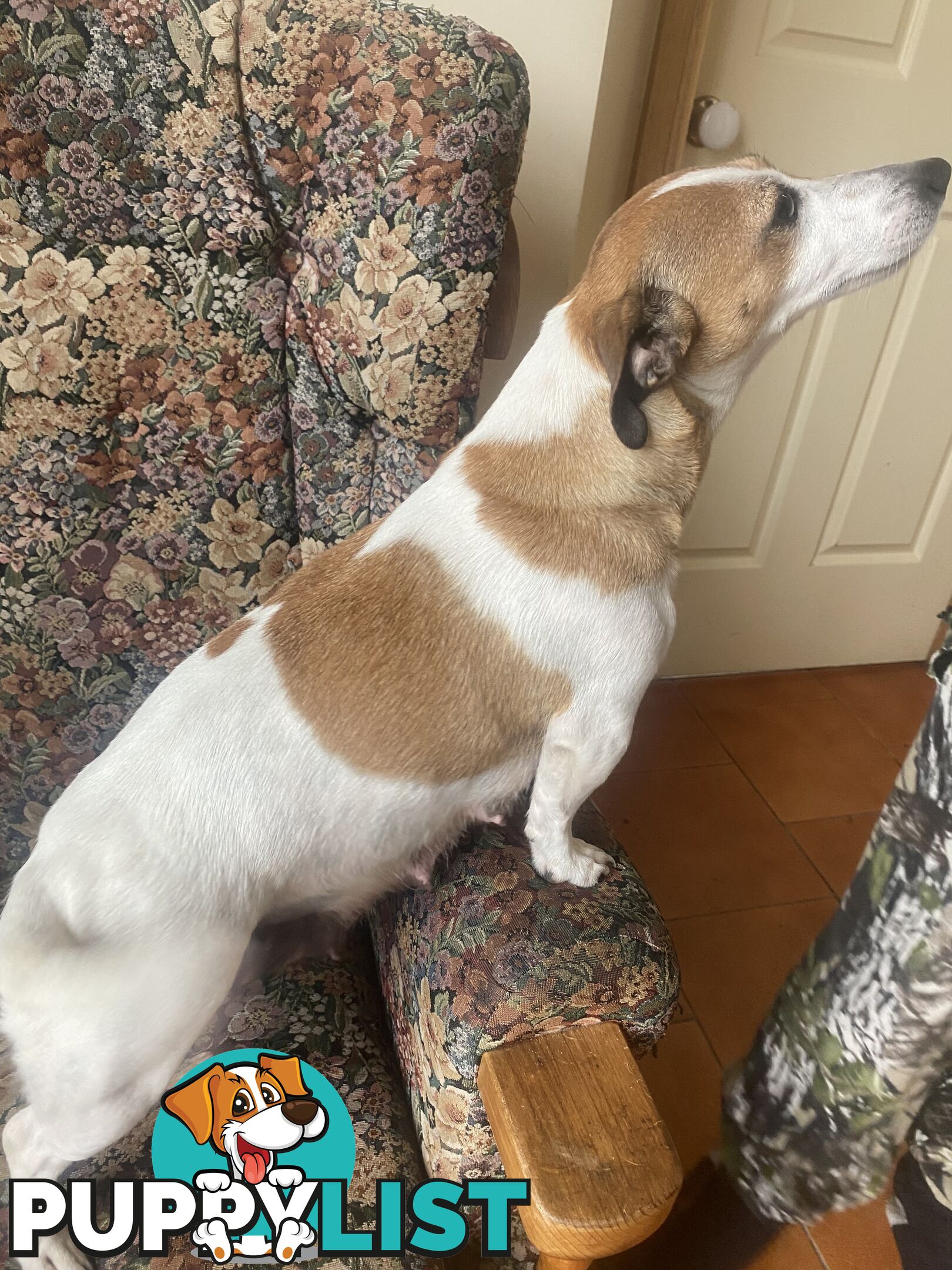 Jack Russell puppies