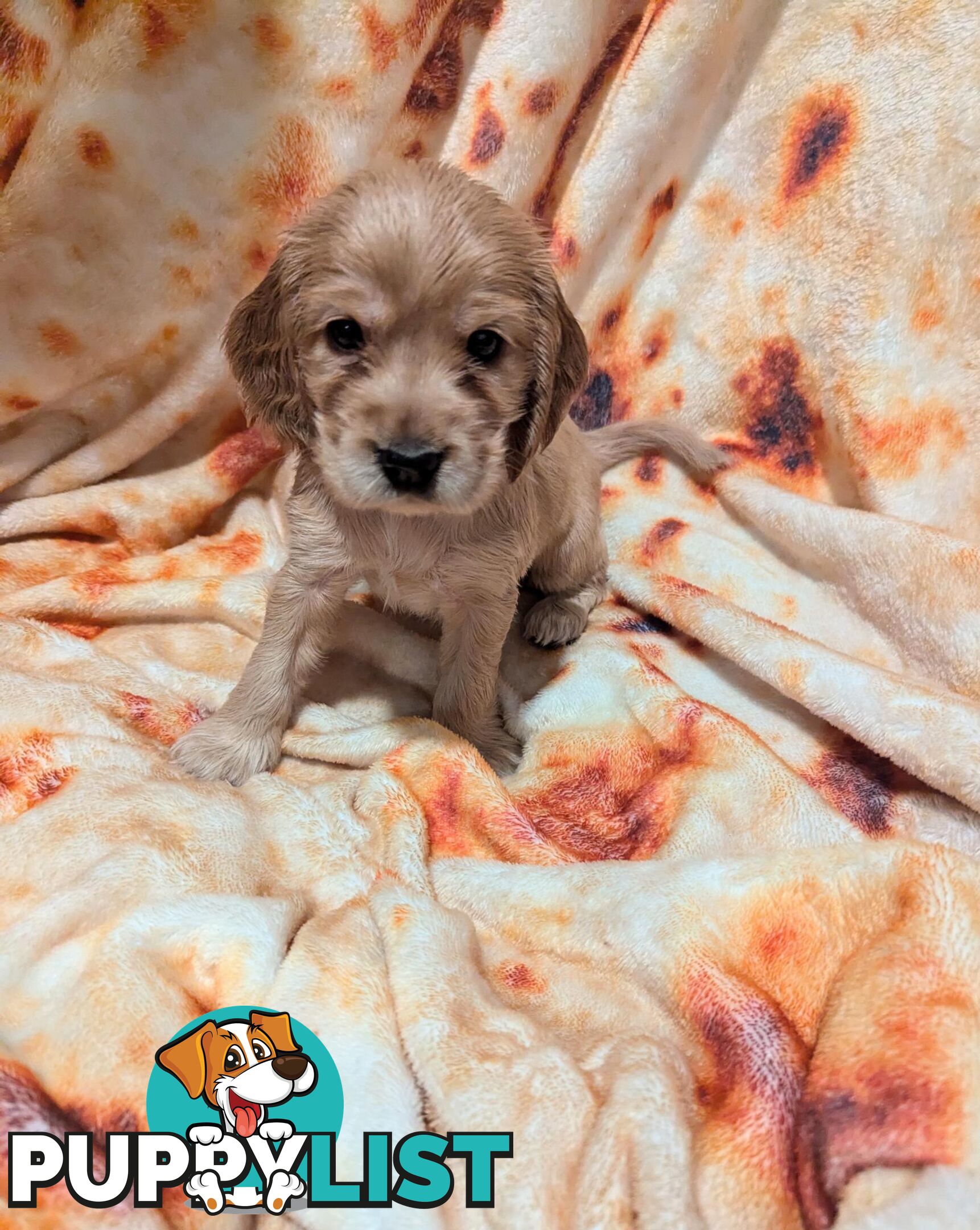 Purebred Pedigree English Cocker Spaniel Puppy