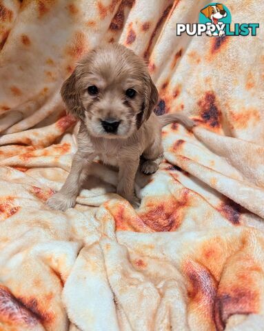 Purebred Pedigree English Cocker Spaniel Puppy