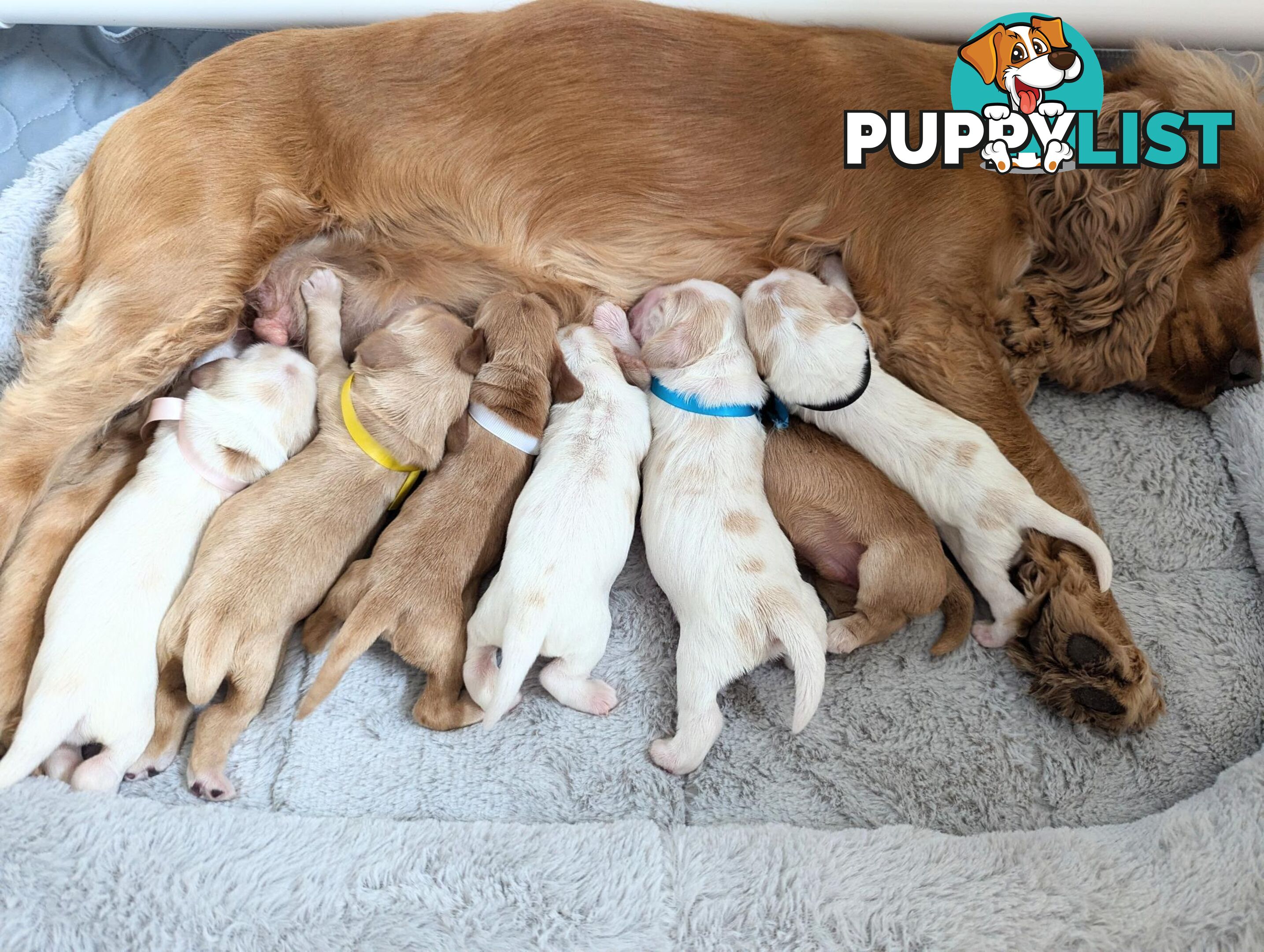 Purebred Pedigree English Cocker Spaniel Puppy