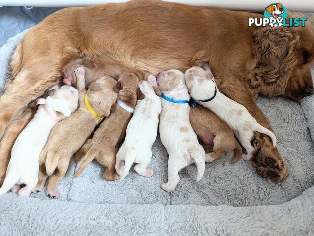 Purebred Pedigree English Cocker Spaniel Puppy