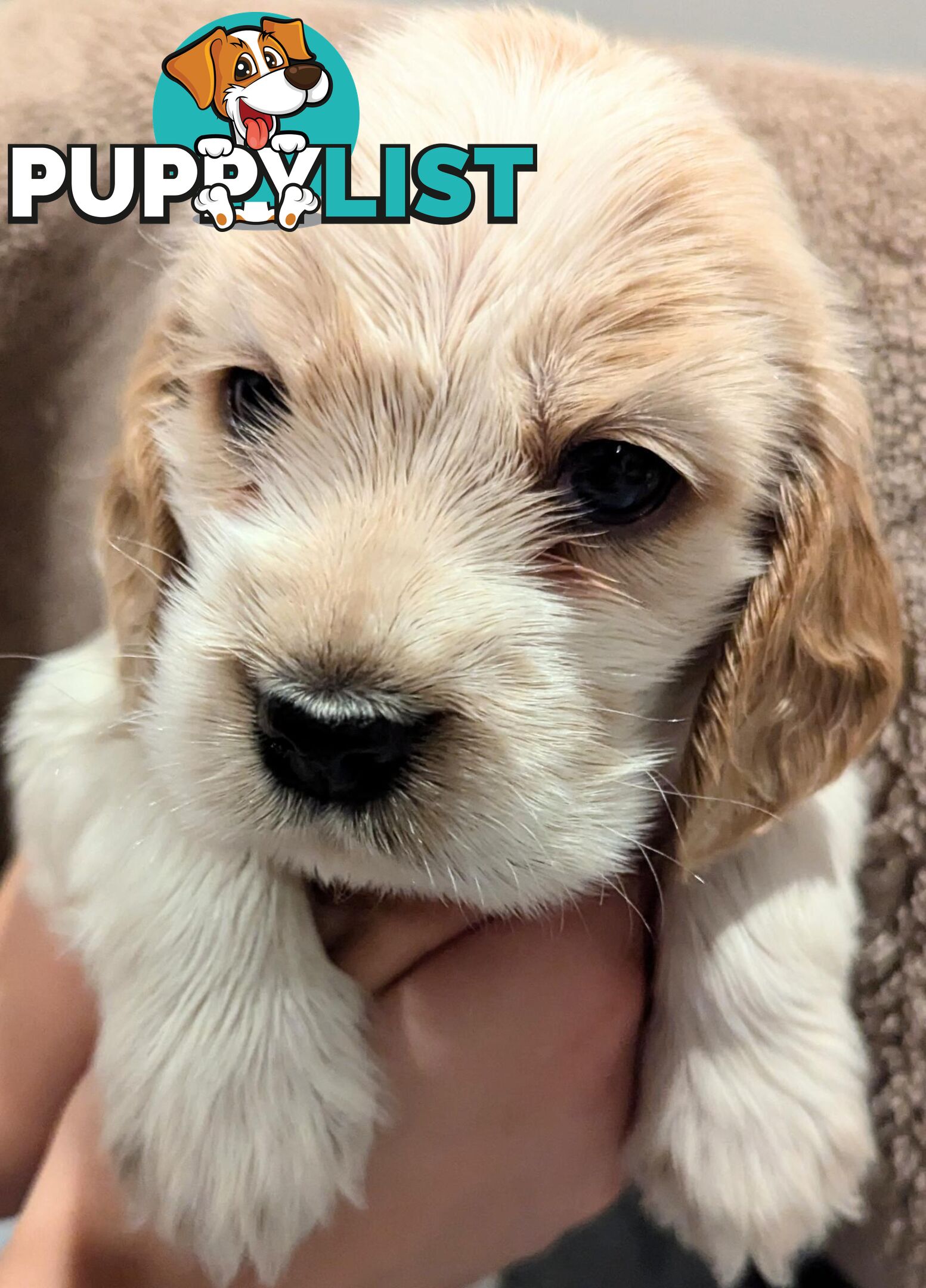 Purebred Pedigree English Cocker Spaniel Puppy