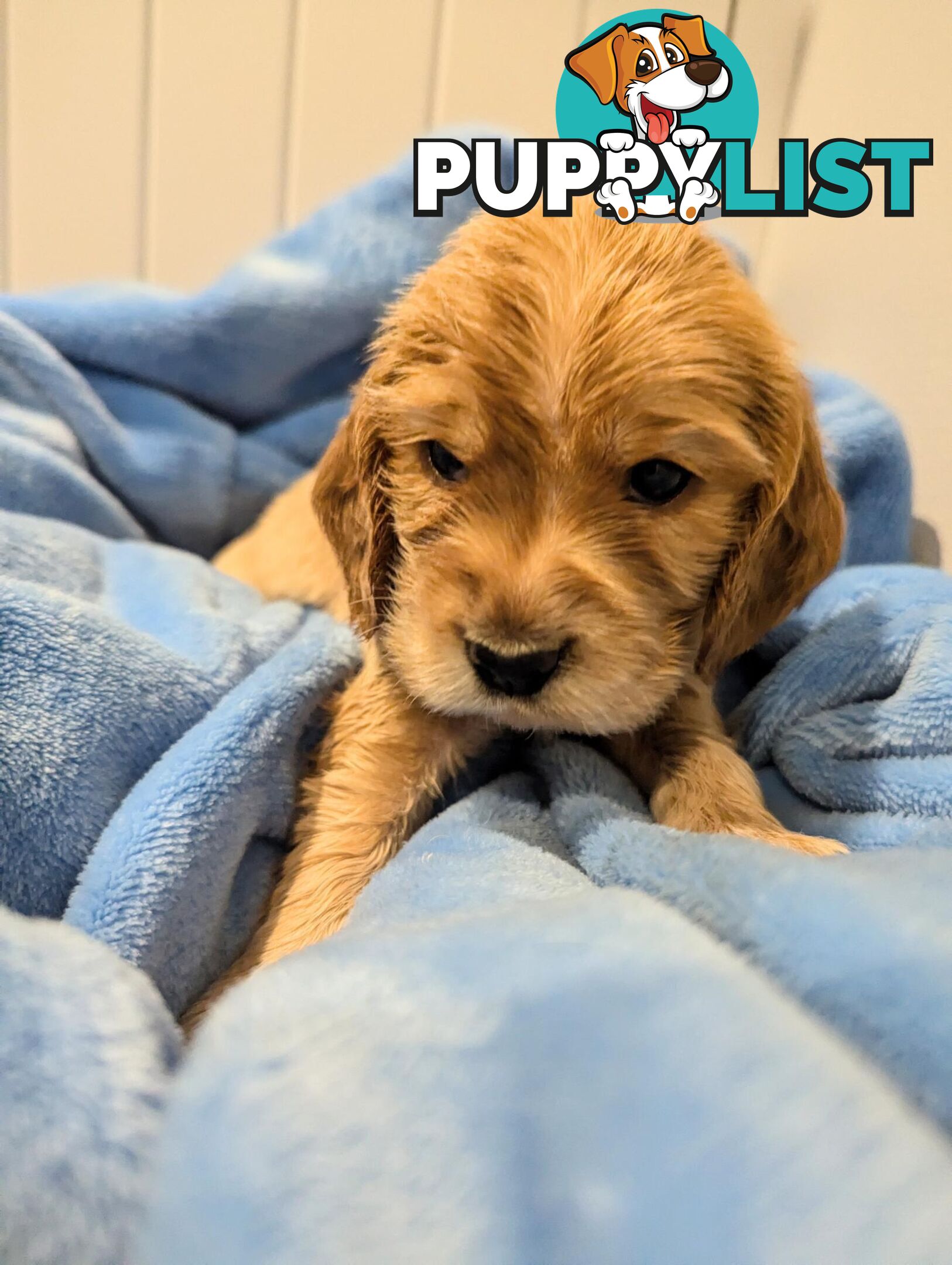 Purebred Pedigree English Cocker Spaniel Puppy