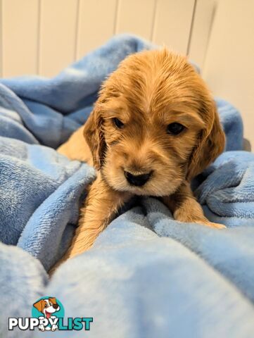 Purebred Pedigree English Cocker Spaniel Puppy