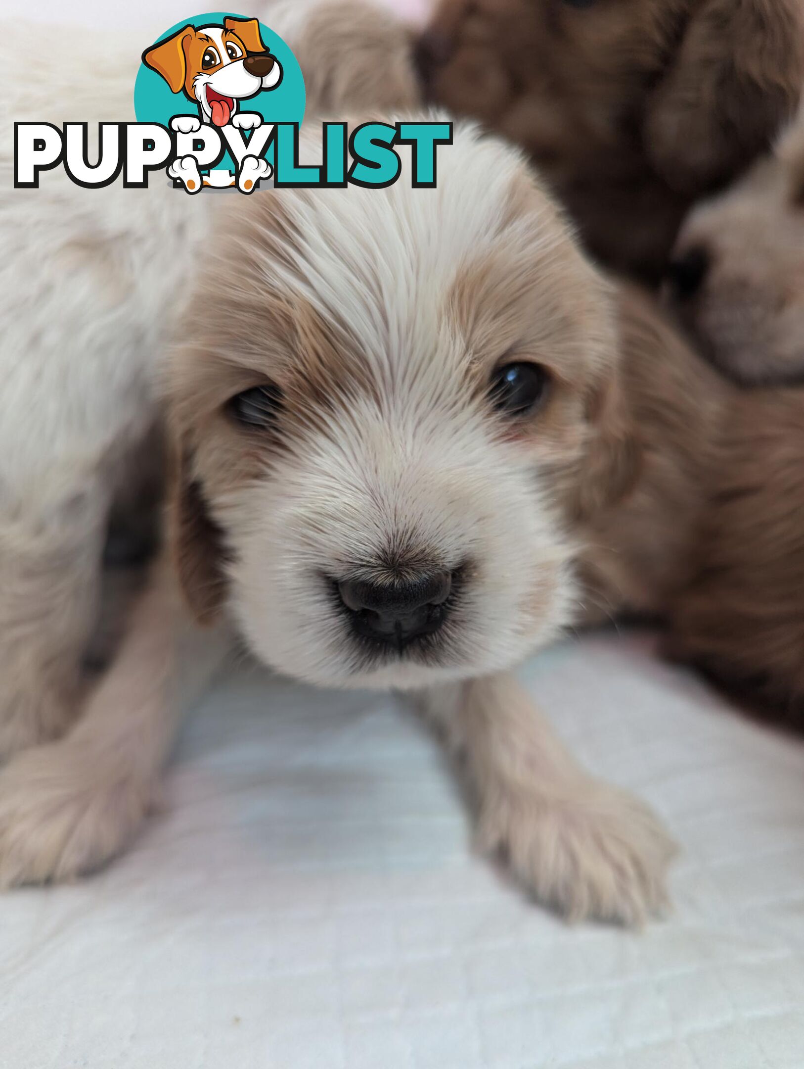 Purebred Pedigree English Cocker Spaniel Puppy