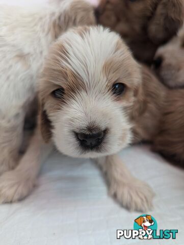 Purebred Pedigree English Cocker Spaniel Puppy