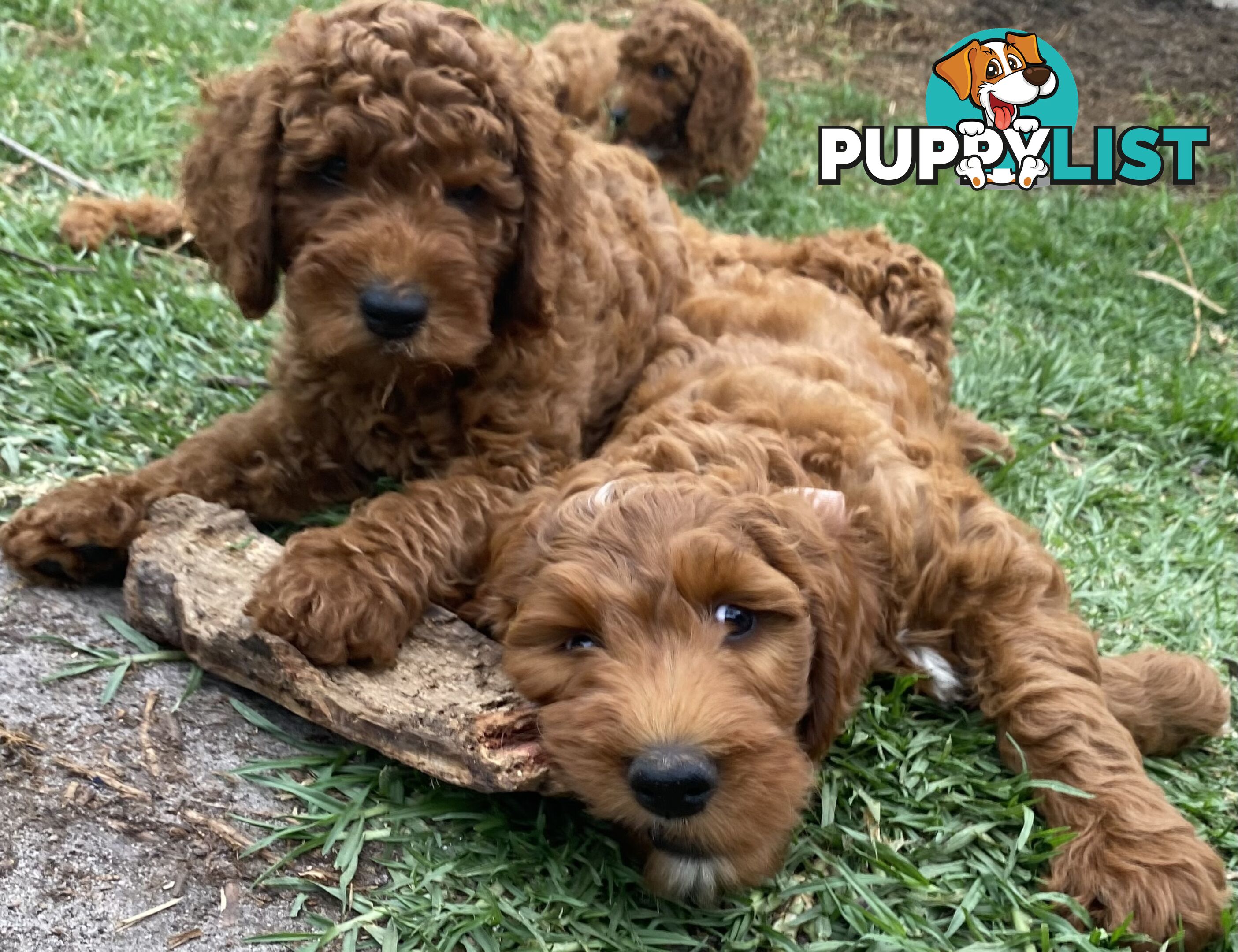 Irishoodle ..red setter x poodle(colourlocked) Ph0468341924