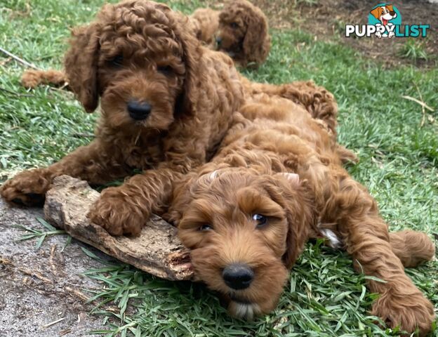Irishoodle ..red setter x poodle(colourlocked) Ph0468341924