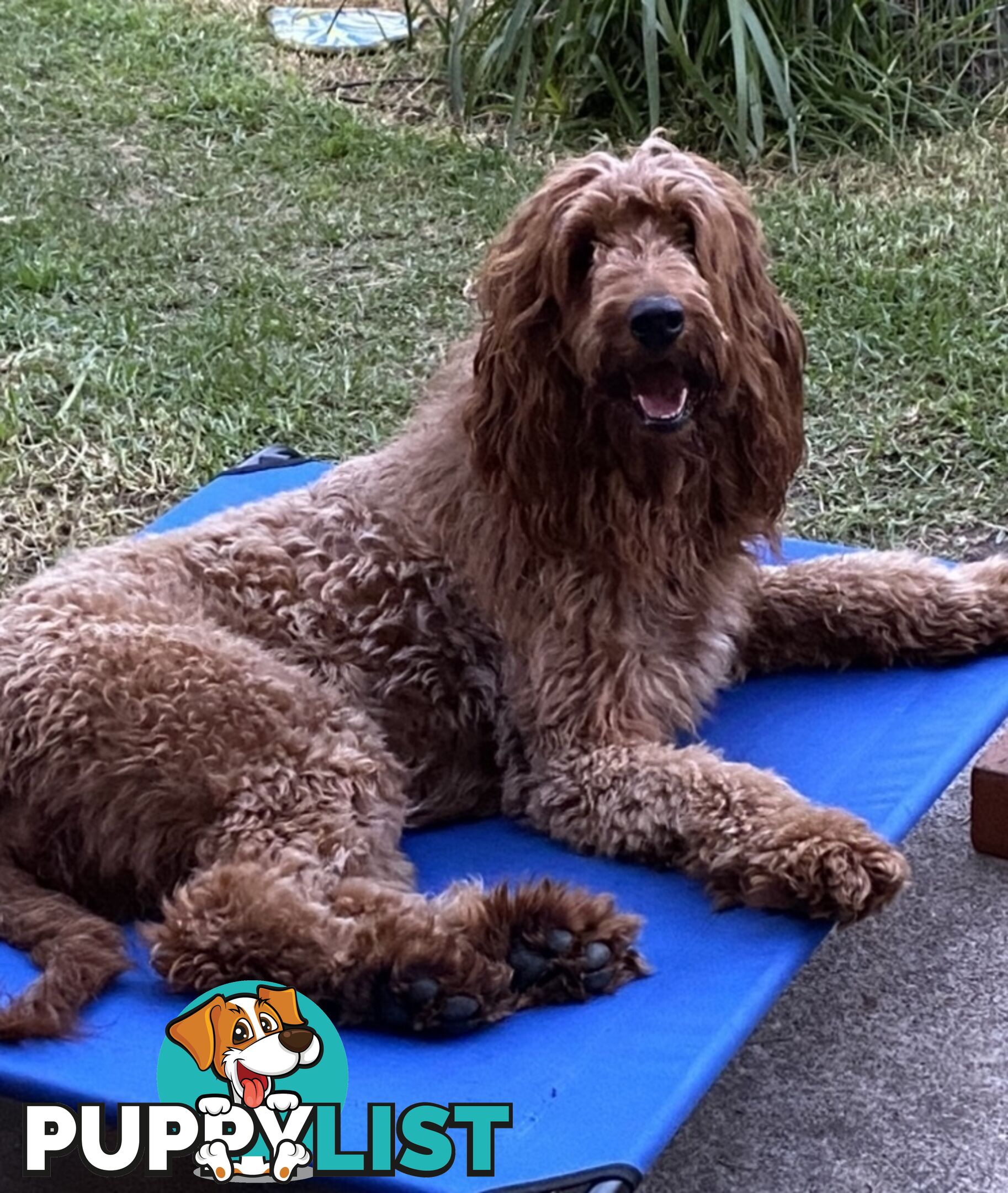Irishoodle ..red setter x poodle(colourlocked) Ph0468341924