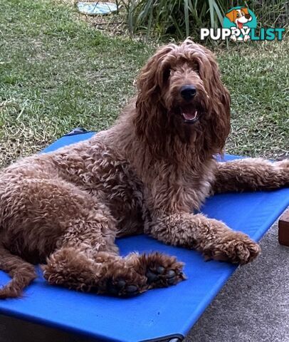 Irishoodle ..red setter x poodle(colourlocked) Ph0468341924