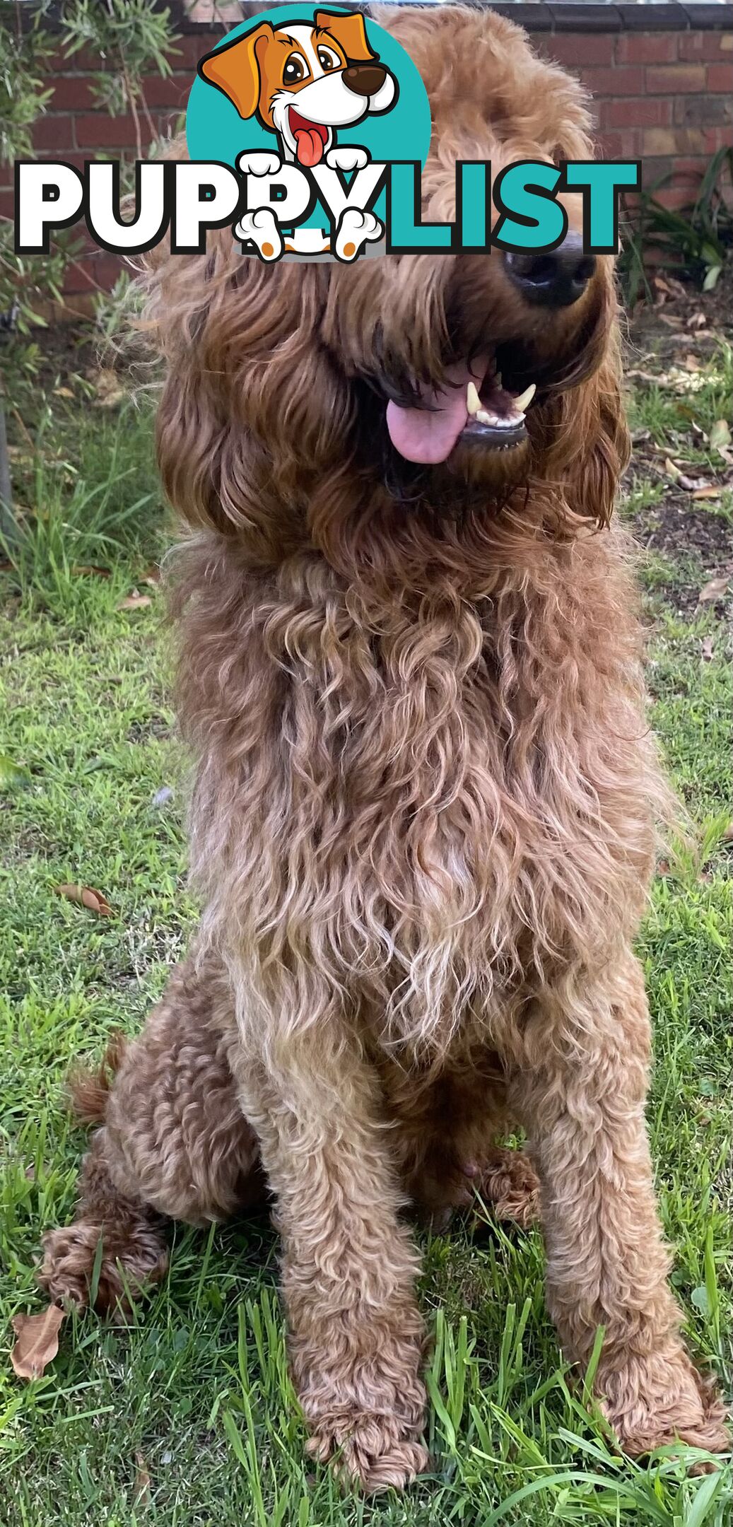 Irishoodle ..red setter x poodle(colourlocked) Ph0468341924
