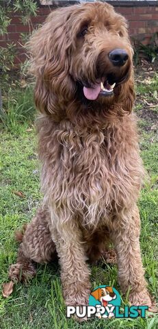 Irishoodle ..red setter x poodle(colourlocked) Ph0468341924