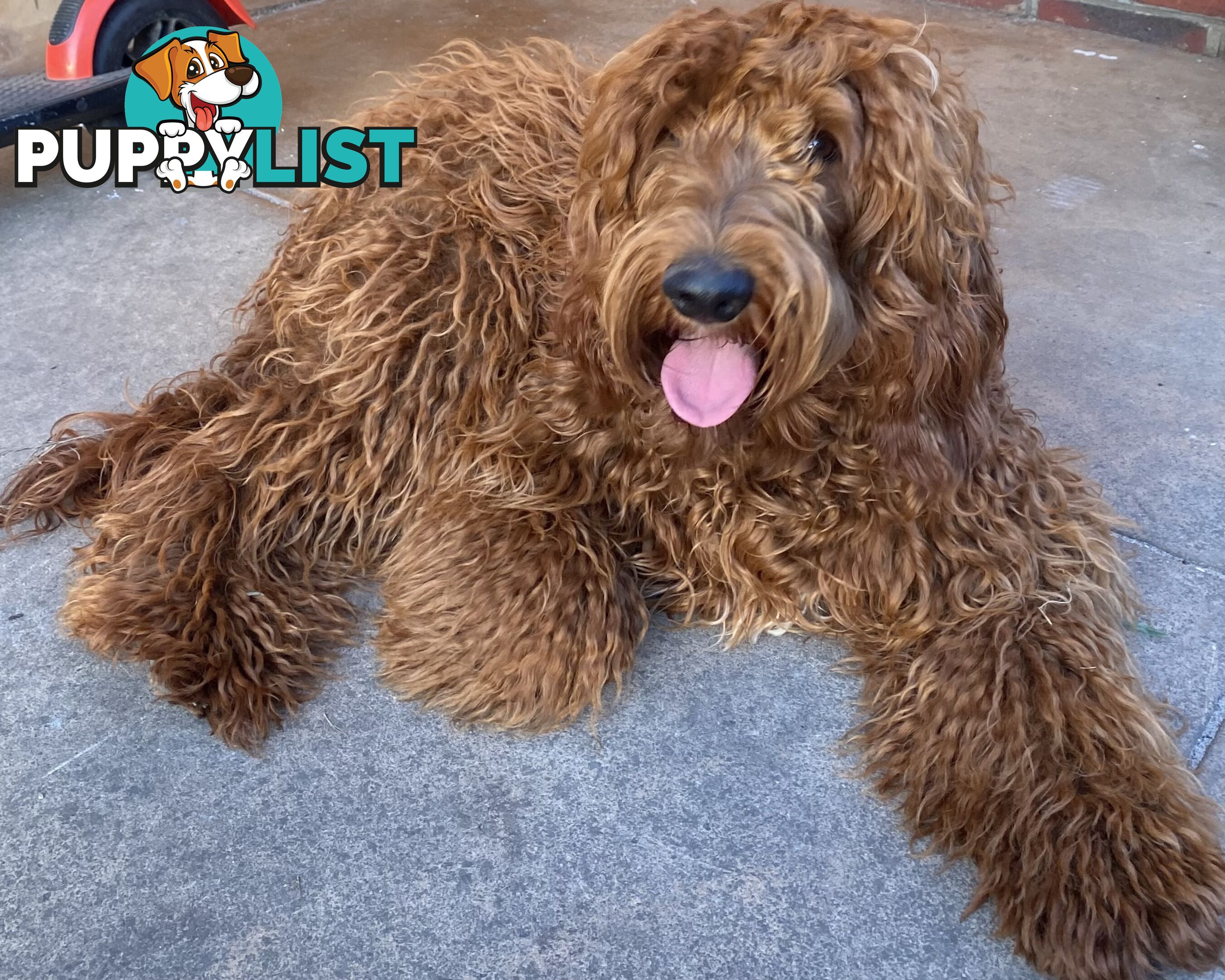 Irishoodle ..red setter x poodle(colourlocked) Ph0468341924