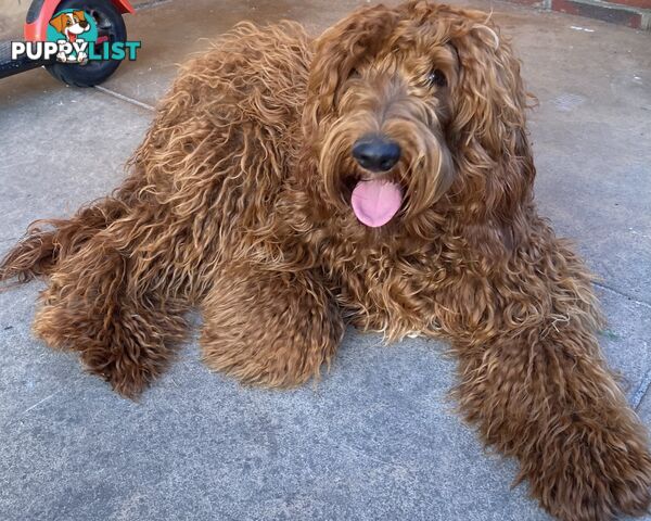 Irishoodle ..red setter x poodle(colourlocked) Ph0468341924