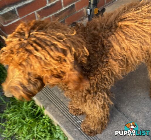 Irishoodle ..red setter x poodle(colourlocked) Ph0468341924