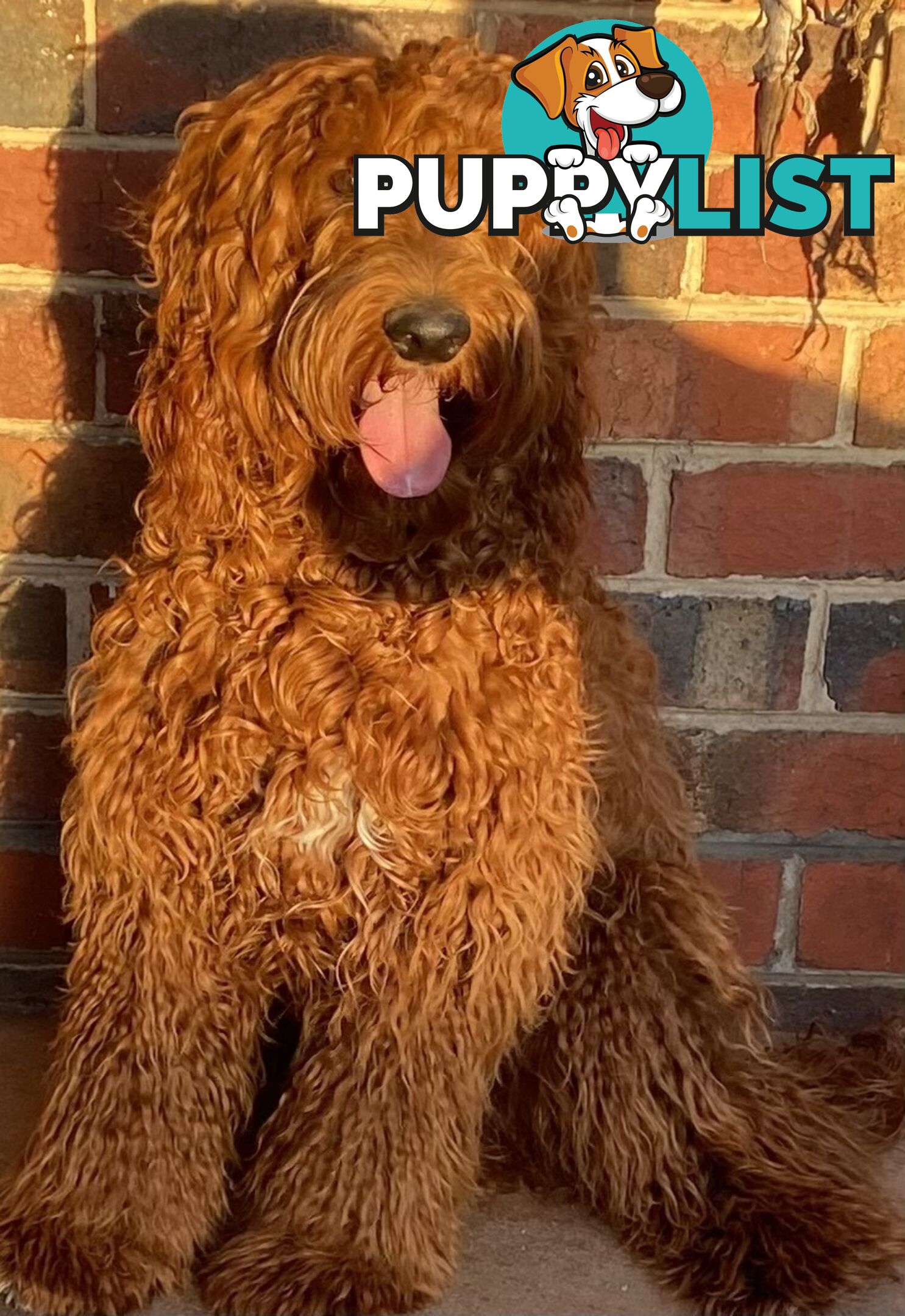 Irishoodle ..red setter x poodle(colourlocked) Ph0468341924