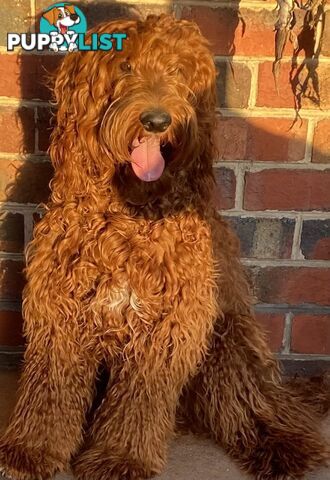 Irishoodle ..red setter x poodle(colourlocked) Ph0468341924