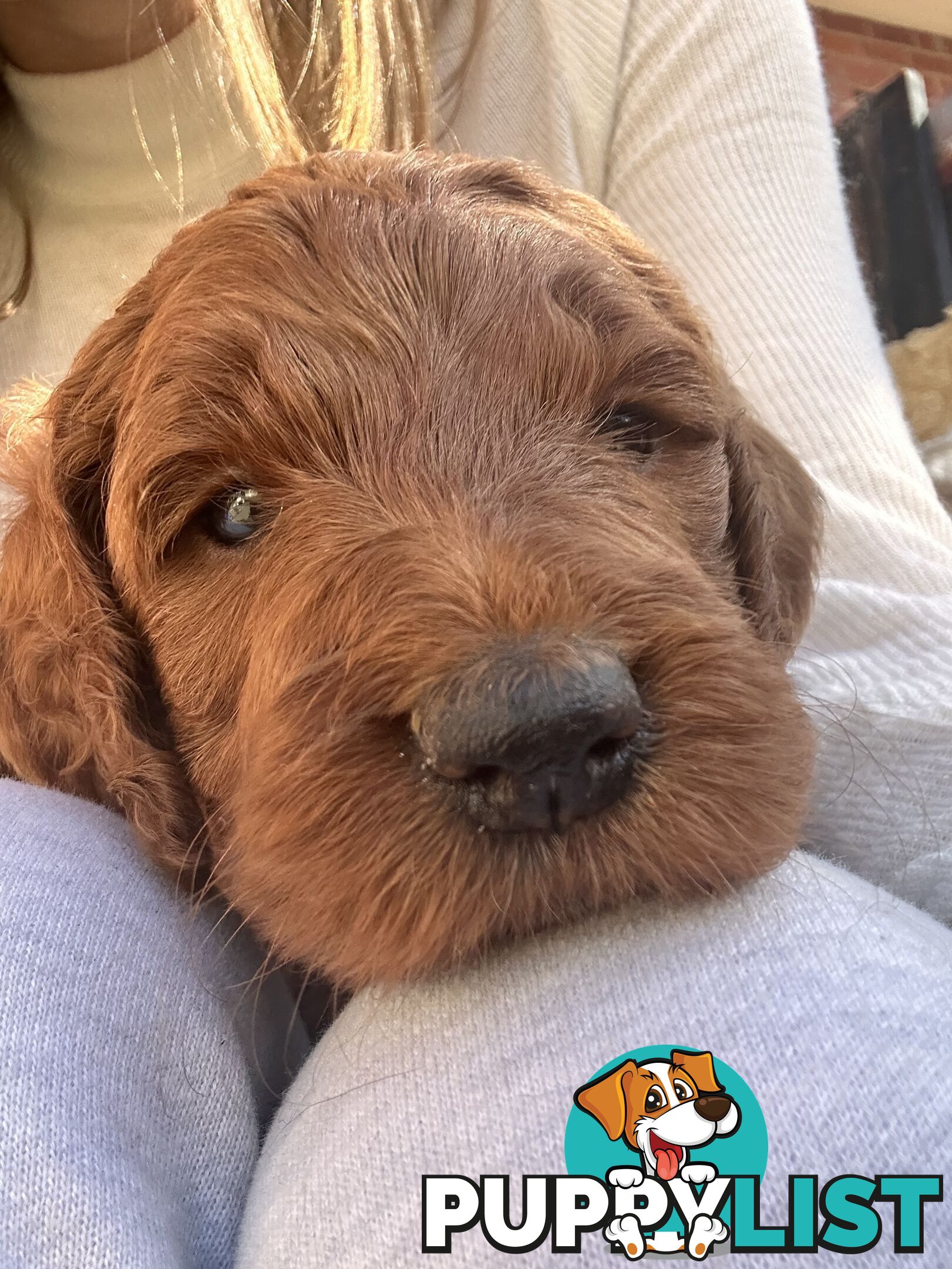 Irishoodle ..red setter x poodle(colourlocked) Ph0468341924