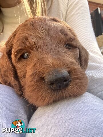 Irishoodle ..red setter x poodle(colourlocked) Ph0468341924